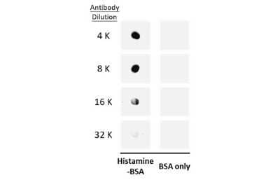 Dot Blot: Histamine Antibody [NBP3-13403] - Dot blot analysis of 100 ng BSA-conjugated Histamine, using Histamine antibody (NBP3-13403) at 1:4000, 1:8000, 1:16000 and 1:32000.