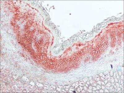 Immunocytochemistry Histamine Antibody