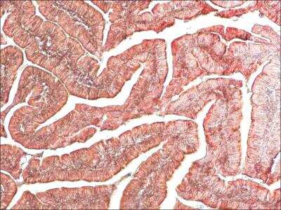 Immunohistochemistry: Histamine Antibody [NBP2-45266] - Formalin fixed, paraffin-embedded Rat stomach tissue sections were stained with 1:200 Anti-Histamine antibody produced in Rabbit (Cat. No. H7403), followed by 25 ug/mL Anti-Rabbit IgG (whole molecule)-Biotin antibody produced in Goat and by 25 ug/mL ExtrAvidin-Peroxidase.