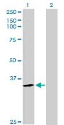 Western Blot: Histamine N-Methyltransferase/HNMT Antibody [H00003176-D01P] - Analysis of HNMT expression in transfected 293T cell line by HNMT polyclonal antibody.Lane 1: HNMT transfected lysate(33.30 KDa).Lane 2: Non-transfected lysate.
