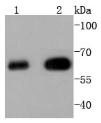 Western Blot: Histone Deacetylase 2/HDAC2 Antibody (SD0816) [NBP2-67781] - Analysis of HDAC2 on different lysates using anti-HDAC2 antibody at 1/1,000 dilution. Positive control: Lane 1: K562 Lane 2: Hela
