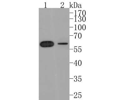 Western Blot: Histone Deacetylase 2/HDAC2 Antibody (SD0816) [NBP2-67781] - Analysis of Histone Deacetylase 2/HDAC2 on different lysates. Proteins were transferred to a PVDF membrane and blocked with 5% BSA in PBS for 1 hour at room temperature. The primary antibody (1/500) was used in 5% BSA at room temperature for 2 hours. Goat Anti-Rabbit IgG - HRP Secondary Antibody at 1:200,000 dilution was used for 1 hour at room temperature. Positive control: Lane 1: Hela cell lysate Lane 2: K562 cell lysate Predicted band size: 55 kDa Observed band size: 60 kDa