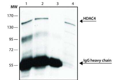 Immunoprecipitation: Histone Deacetylase 4/HDAC4 Antibody [NB600-1262] - Rabbit Anti-HDAC4 was used to immunoprecipitate HDAC4 from HeLa whole cell extract. Detection antibody: Rabbit Anti-HDAC4 Lanes 1. 10 ug antibody  2. 5 ug antibody 3. Negative control: No cell extract 4. Positive control: HeLa whole cell extract