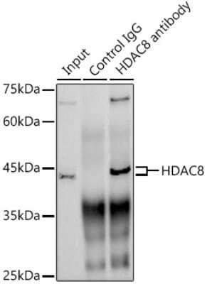 Immunoprecipitation: Histone Deacetylase 8/HDAC8 Antibody (1O2Y5) [NBP3-16713] - Analysis of 300ug extracts of HeLa cells using 3ug Histone Deacetylase 8/HDAC8 antibody (NBP3-16713). Western blot was performed from the immunoprecipitate using Histone Deacetylase 8/HDAC8 antibody (NBP3-16713) at a dilition of 1:1000.