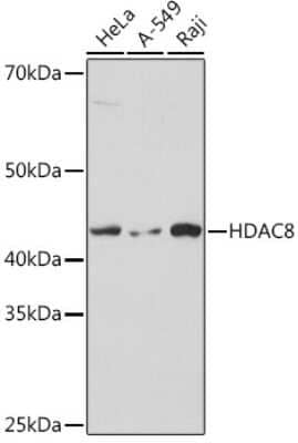 Western Blot: Histone Deacetylase 8/HDAC8 Antibody (1O2Y5) [NBP3-16713] - Analysis of extracts of various cell lines, using Histone Deacetylase 8/HDAC8 Rabbit mAb (NBP3-16713) at 1:1000 dilution. Secondary antibody: HRP Goat Anti-Rabbit IgG (H+L) at 1:10000 dilution. Lysates/proteins: 25ug per lane. Blocking buffer: 3% nonfat dry milk in TBST. Detection: ECL Basic Kit. Exposure time: 1s.