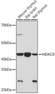 Western Blot: Histone Deacetylase 8/HDAC8 Antibody (1O2Y5) [NBP3-16713] - Analysis of extracts of various cell lines, using Histone Deacetylase 8/HDAC8 Rabbit mAb (NBP3-16713) at 1:1000 dilution. Secondary antibody: HRP Goat Anti-Rabbit IgG (H+L) at 1:10000 dilution. Lysates/proteins: 25ug per lane. Blocking buffer: 3% nonfat dry milk in TBST. Detection: ECL Basic Kit. Exposure time: 3min.