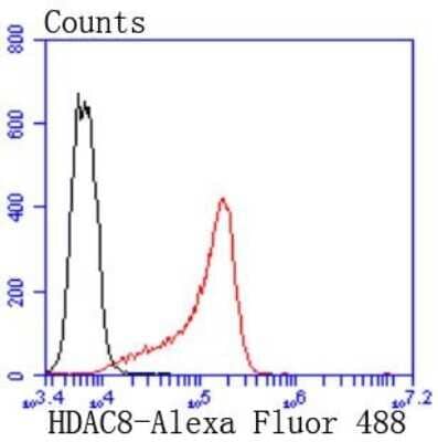 Flow Cytometry: Histone Deacetylase 8/HDAC8 Antibody (JJ0845) [NBP2-67837] - Analysis of K562 cells with HDAC8 antibody at 1/50 dilution (red) compared with an unlabelled control (cells without incubation with primary antibody; black). Alexa Fluor 488-conjugated goat anti rabbit IgG was used as the secondary antibody.