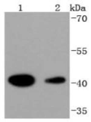 Western Blot: Histone Deacetylase 8/HDAC8 Antibody (JJ0845) [NBP2-67837] - Analysis of HDAC8 on different lysates using anti-HDAC8 antibody at 1/1,000 dilution. Positive control: Lane 1: Hela Lane 2: K562