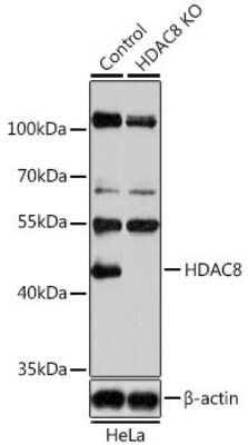 <b>Genetic Strategies Validation. </b>Knockout Validated: Histone Deacetylase 8/HDAC8 Antibody [NBP3-03473] - Analysis of extracts from normal (control) and HDAC8 knockout (KO) HeLa cells, using Histone Deacetylase 8/HDAC8 antibody at 1:1000 dilution. Secondary antibody: HRP Goat Anti-Rabbit IgG (H+L) at 1:10000 dilution. Lysates/proteins: 25ug per lane. Blocking buffer: 3% nonfat dry milk in TBST.