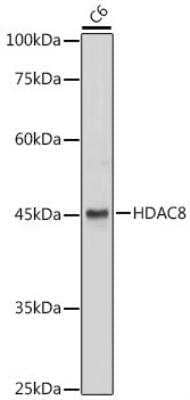 Western Blot: Histone Deacetylase 8/HDAC8 Antibody [NBP3-03473] - Analysis of extracts of C6 cells, using HDAC8 antibody at 1:1000 dilution.Secondary antibody: HRP Goat Anti-Rabbit IgG (H+L) at 1:10000 dilution.Lysates/proteins: 25ug per lane. Blocking buffer: 3% nonfat dry milk in TBST.Detection: ECL Basic Kit. Exposure time: 30s.