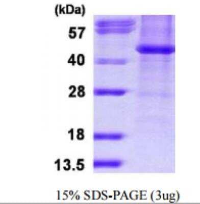 SDS-Page: Recombinant Human Histone Deacetylase 8/HDAC8 Protein [NBP1-78828]