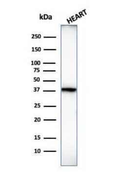 Western Blot: H1F0 Antibody (1415-1) - Azide and BSA Free [NBP2-47752] - Western Blot Analysis of human heart tissue lysate using H1F0 antibody (1415-1) - Azide and BSA Free