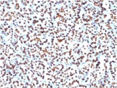 Immunohistochemistry-Paraffin: H1F0 Antibody (1415-1) - IHC-Prediluted [NBP2-48078] - Formalin-fixed, paraffin-embedded human Pancreas stained with H1F0 antibody (1415-1) - IHC-Prediluted