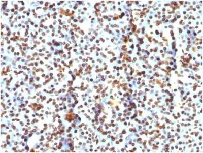 Immunohistochemistry-Paraffin: H1F0 Antibody (AE-4) - IHC-Prediluted [NBP2-48077] - Formalin-fixed, paraffin-embedded human Pancreas stained with H1F0 antibody (AE-4) - IHC-Prediluted