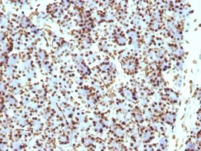 Immunohistochemistry-Paraffin: Histone H1 Antibody (HH1/957) - IHC-Prediluted [NBP2-48087] - Rat Pancreas stained with Histone H1 Monoclonal Antibody (HH1/957)
