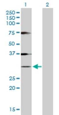 Western Blot: Histone H1.1 Antibody [H00003024-D01P] - Analysis of HIST1H1A expression in transfected 293T cell line by HIST1H1A polyclonal antibody.Lane 1: HIST1H1A transfected lysate(21.80 KDa).Lane 2: Non-transfected lysate.