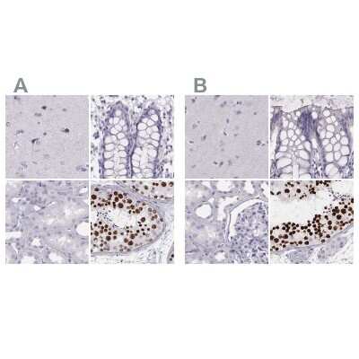 Immunohistochemistry-Paraffin: Histone H1T Antibody [NBP2-57668] - Staining of human cerebral cortex, colon, kidney and testis using Anti-HIST1H1T antibody NBP2-57668 (A) shows similar protein distribution across tissues to independent antibody NBP2-56042 (B).