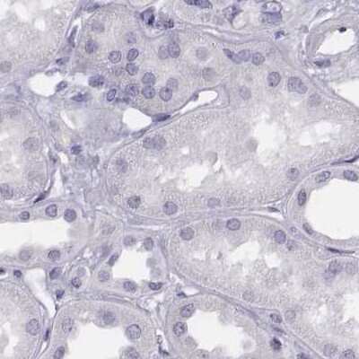 Immunohistochemistry-Paraffin: Histone H1T Antibody [NBP2-57668] - Staining of human kidney.
