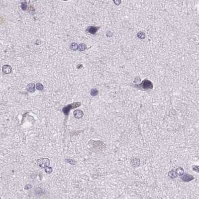 Immunohistochemistry-Paraffin: Histone H1T Antibody [NBP2-57668] - Staining of human cerebral cortex.