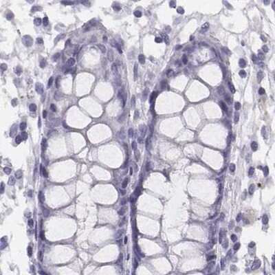 Immunohistochemistry-Paraffin Histone H1T Antibody - BSA Free