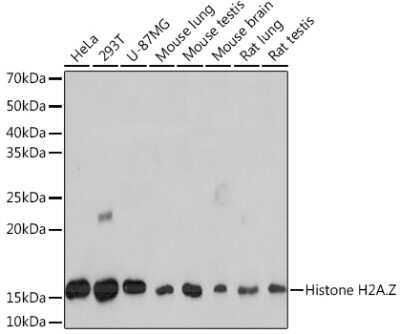 Western Blot: Histone H2A.Z Antibody (2X2I10) [NBP3-16447] - Western blot analysis of extracts of various cell lines, using Histone H2A.Z Rabbit mAb (NBP3-16447) at 1:1000 dilution. Secondary antibody: HRP Goat Anti-Rabbit IgG (H+L) at 1:10000 dilution. Lysates/proteins: 25ug per lane. Blocking buffer: 3% nonfat dry milk in TBST. Detection: ECL Basic Kit. Exposure time: 30s.