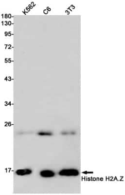 Western Blot: Histone H2A.Z Antibody (S09-3H9) [NBP3-14879] - Western blot detection of Histone H2A. Z in K562, C6, 3T3 cell lysates using Histone H2A. Z Rabbit mAb (1:1000 diluted). Predicted band size: 14kDa. Observed band size: 14kDa.