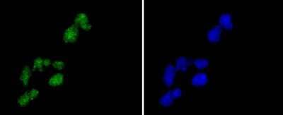 Immunocytochemistry/Immunofluorescence: Histone H2A.Z Antibody (ST46-09) [NBP2-67499] - Staining Histone H2A.Z in Hela cells (green). The nuclear counter stain is DAPI (blue). Cells were fixed in paraformaldehyde, permeabilised with 0.25% Triton X100/PBS.