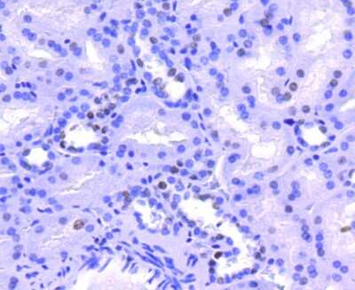 Immunohistochemistry-Paraffin: Histone H2A.Z Antibody (ST46-09) [NBP2-67499] - Analysis of paraffin-embedded human kidney tissue using anti-Histone H2A.Z antibody. Counter stained with hematoxylin.