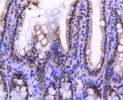 Immunohistochemistry-Paraffin: Histone H2A.Z Antibody (ST46-09) [NBP2-67499] - Analysis of paraffin-embedded mouse colon tissue using anti-Histone H2A.Z antibody. Counter stained with hematoxylin.