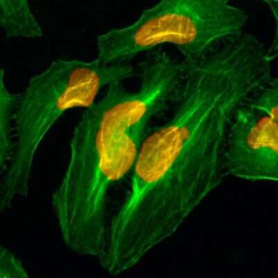 Immunocytochemistry/Immunofluorescence: Histone H2AE Antibody (RM225) [NBP2-61490] - Immunocytochemistry of HeLa cells, using NBP2-61490 (red). Actin filaments have been labeled with fluorescein phalloidin (green).