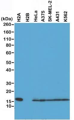 Western Blot: Histone H2AE Antibody (RM225) [NBP2-61490] - Western Blot of recombinant Histone H2A, H2B, the whole cell lysates of HeLa, A375, SK-MEL-2, A431, and K562, using NBP2-61490 at 0.5 ug/ml.