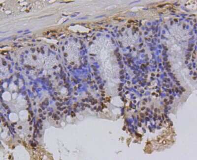 Immunohistochemistry-Paraffin: Histone H2AE [Hydroxy Tyr39] Antibody (SR4-17) [NBP2-67337] - Analysis of paraffin-embedded mouse colon tissue using anti-Histone H2A(hydroxyl Y39) antibody. Counter stained with hematoxylin.