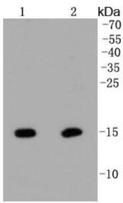 Western Blot: Histone H2AE [Hydroxy Tyr39] Antibody (SR4-17) [NBP2-67337] - Analysis of Histone H2A(hydroxyl Y39) on different lysates using anti-Histone H2A(hydroxyl Y39) antibody at 1/1,000 dilution. Positive control: Lane 1: Hela Lane 2: NIH/3T3