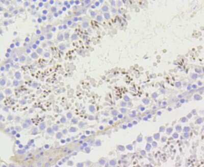 Immunohistochemistry-Paraffin: Histone H2AE [ac Lys9] Antibody (SR4-15) [NBP2-67336] - Analysis of paraffin-embedded mouse testis tissue using anti-Histone H2A(acetyl K9) antibody. Counter stained with hematoxylin.