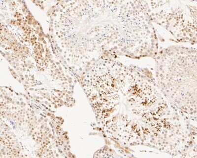 Immunohistochemistry-Paraffin: Histone H2AE [ac Lys9] Antibody (SR4-15) [NBP2-67336] - Immunohistochemical analysis of paraffin-embedded mouse testis tissue using anti-Histone H2AE antibody. The counter was dyed with hematoxylin.