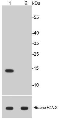 Western Blot: Histone H2AE [ac Lys9] Antibody (SR4-15) [NBP2-67336] - Analysis of Histone H2A(acetyl K9) on different cell lysates using anti-Histone H2A(acetyl K9) antibody at 1/500 dilution. Positive control: Lane 1: HeLa treated with 500 ng/ml Trichostatin A for 4 hours whole cell lysates Lane 2: Untreated HeLa whole cel