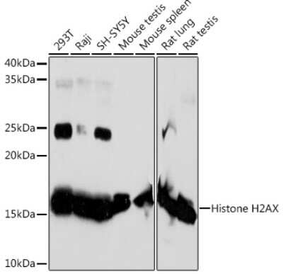 Western Blot: Histone H2AX Antibody (4Z3S8) [NBP3-15378] - Western blot analysis of extracts of various cell lines, using Histone H2AX Rabbit mAb (NBP3-15378) at 1:1000 dilution. Secondary antibody: HRP Goat Anti-Rabbit IgG (H+L) at 1:10000 dilution. Lysates/proteins: 25ug per lane. Blocking buffer: 3% nonfat dry milk in TBST. Detection: ECL Basic Kit. Exposure time: 60s.