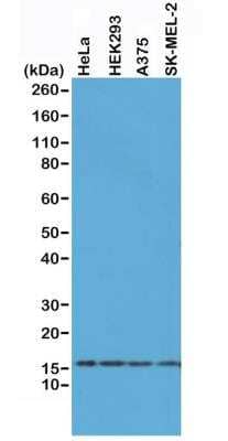 Western Blot: Histone H2AX Antibody (RM214) [NBP3-18534] - Western Blot of A375, HEK293, HeLa and SK-MEL-2 whole cell lysates, using NBP3-18534 at 0.5 ug/mL, showed endogenous Histone H2AX in A375, HEK293, HeLa and SK-MEL-2 cells.