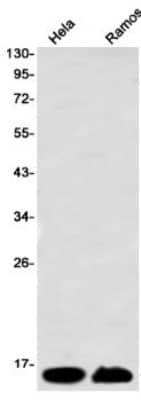 Western Blot: Histone H2AX Antibody (S02-3C8) [NBP3-20068] - Western blot detection of Histone H2AX in Hela, Ramos using NBP3-20068 (1:1000 diluted)
