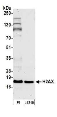 Western Blot: Histone H2AX Antibody [NB100-383] - Detection of mouse H2AX by western blot. Samples: Whole cell lysate (50 ug) from F9 and L1210 cells prepared using RIPA lysis buffer. Antibody: Affinity purified rabbit anti-H2AX antibody A300-083A (lot A300-083A-5) used for WB at 0.1 ug/ml. Detection: Chemiluminescence with an exposure time of 30 seconds.