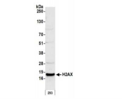 Western Blot: Histone H2AX Antibody [NB100-383] - Whole cell lysate (50 ug) from HEK293T cells prepared using RIPA lysis buffer. Antibody: Affinity purified rabbit anti-H2AX antibody used for WB at 0.1 ug/ml. Detection: Chemiluminescence with an exposure time of 10 seconds.