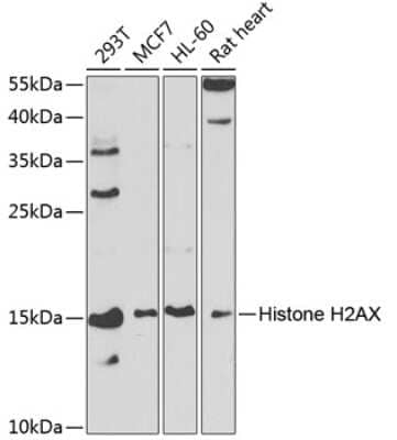 Western Blot: Histone H2AX Antibody [NBP3-04113] - Analysis of extracts of various cell lines, using Histone H2Ax antibody at 1:1000 dilution. Secondary antibody: HRP Goat Anti-Rabbit IgG (H+L) at 1:10000 dilution. Lysates/proteins: 25ug per lane. Blocking buffer: 3% nonfat dry milk in TBST.