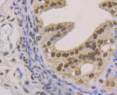 Immunohistochemistry-Paraffin: Histone H2AY/macroH2A.1 Antibody (JU22-83) [NBP2-75523] - Analysis of paraffin-embedded mouse fallopian tube tissue using anti-macroH2A.1 antibody. Counter stained with hematoxylin.