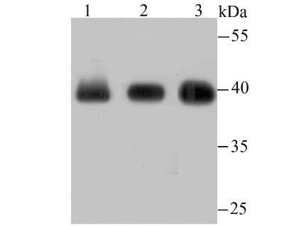 Western Blot: Histone H2AY/macroH2A.1 Antibody (JU22-83) [NBP2-75523] - Analysis of macroH2A.1 on different lysates using anti-macroH2A.1 antibody at 1/500 dilution.Positive control:Lane 1: Hela   Lane 2: Mouse placenta tissueLane 3: MCF-7