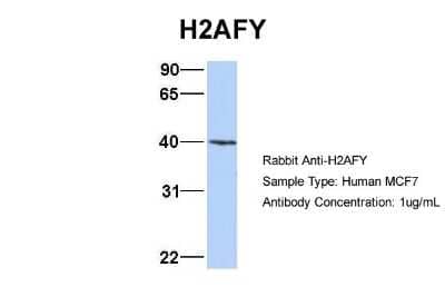 Western Blot: Histone H2AY/macroH2A.1 Antibody [NBP1-53003] - MCF7, Antibody Dilution: 1.0 ug/ml H2AFY is strongly supported by BioGPS gene expression data to be expressed in Human MCF7 cells.