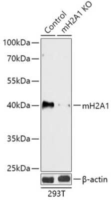 Western Blot: Histone H2AY/macroH2A.1 Antibody [NBP3-03379] - Analysis of extracts from normal (control) and H2AFY knockout (KO) 293T cells, using Histone H2AY/macroH2A.1 antibody at 1:1000 dilution. Secondary antibody: HRP Goat Anti-Rabbit IgG (H+L) at 1:10000 dilution. Lysates/proteins: 25ug per lane. Blocking buffer: 3% nonfat dry milk  in TBST.