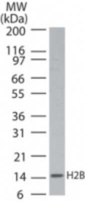 Western Blot: Histone H2B Antibody [NB100-56633] - analysis of Histone H2B in Jurkat cell lysate using this antibody.