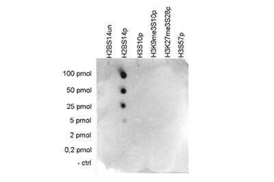 Dot Blot: Histone H2B, member S [p Ser14] Antibody (C.15200186) [NBP2-62794] - To test the cross reactivity of the antibody against H2BS14p, an analysis was performed with peptides containing other histone phosphorylations and the unmodified H2BS14. One hundred to 0.2 pmol of the respective peptides were spotted on a membrane. This figure shows a high specificity of the antibody for the modification of interest.