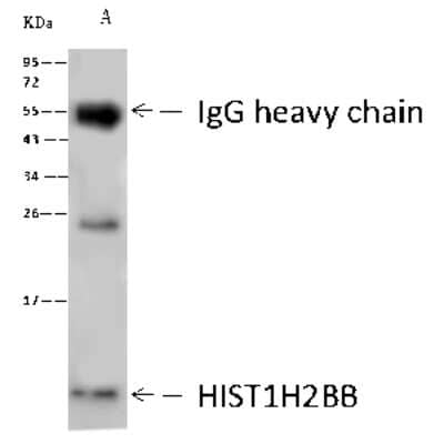 Immunoprecipitation: Histone H2B type 1B Antibody [NBP2-98972] - Histone H2B type 1B was immunoprecipitated using: Lane A: 0.5 mg MCF-7 Whole Cell Lysate. 1 ul anti-Histone H2B type 1B rabbit polyclonal antibody and 60 ug of Immunomagnetic beads. Protein A/G. Primary antibody: Anti-Histone H2B type 1B rabbit polyclonal antibody, at 1:500 dilution. Secondary antibody: Goat Anti-Rabbit IgG (H+L)/HRP at 1/10000 dilution. Developed using the ECL technique. Performed under reducing conditions. Predicted band size: 21 kDa. Observed band size: 25 kDa