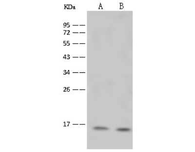 Western Blot: Histone H2B type 1B Antibody [NBP2-98972] - Anti-Histone H2B type 1B rabbit polyclonal antibody at 1:500 dilution. Lane A: Jurkat Whole Cell Lysate Lane B: 293 Whole Cell Lysate Lysates/proteins at 30 ug per lane. Secondary Goat Anti-Rabbit IgG (H+L)/HRP at 1/10000 dilution. Developed using the ECL technique. Performed under reducing conditions. Predicted band size: 14 kDa. Observed band size: 15 kDa